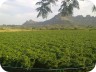 Grape Farm 2