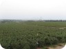 Grape Farm 6